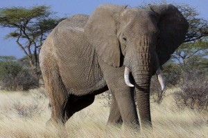 african-elephant_9a327ab9bf57b185242d64f177484bb1-700x467